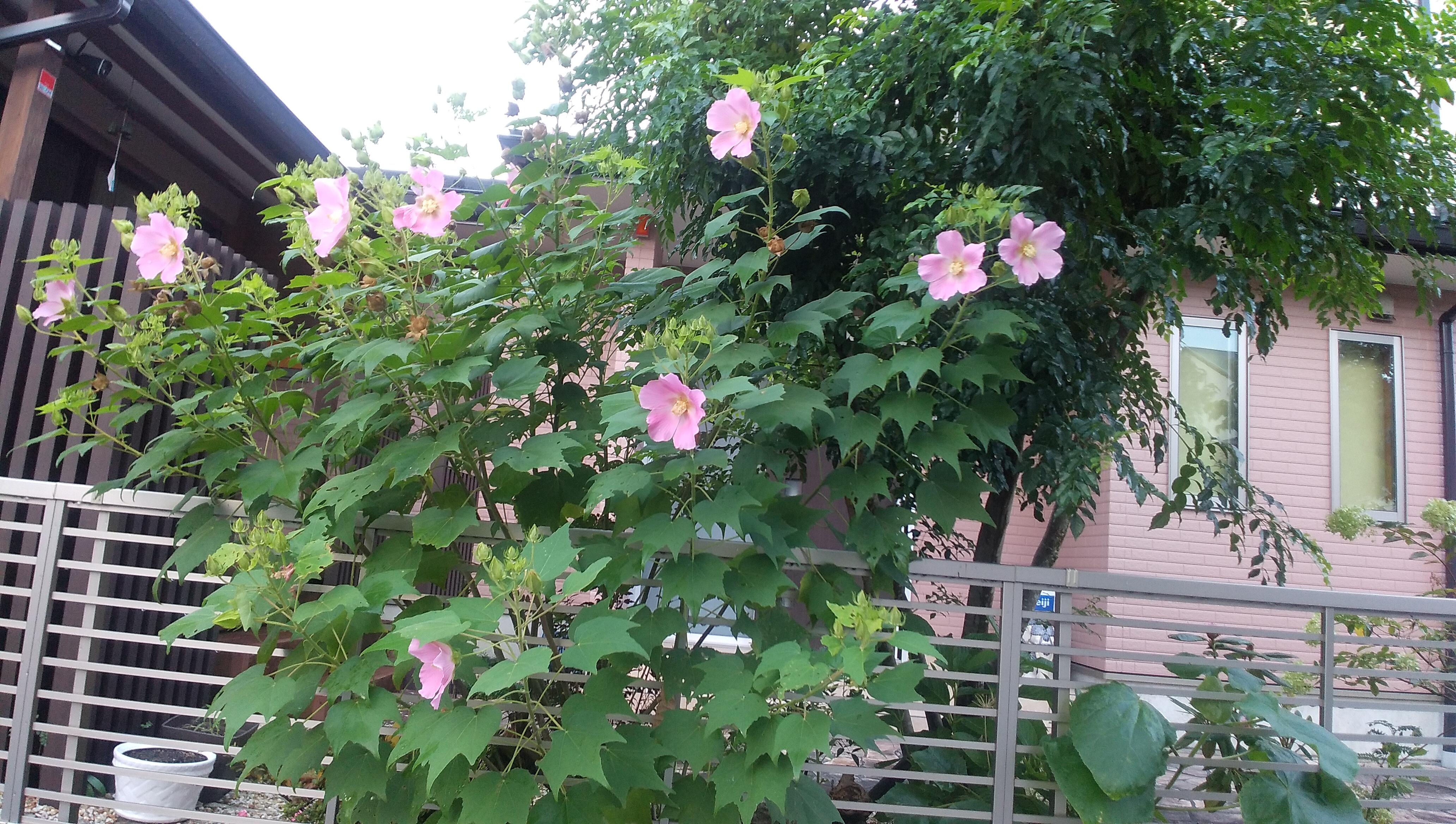 IMG_20230908_072608.jpg